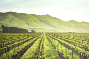 Agriculture e-commerce solution